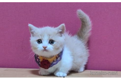 成約済の東京都のマンチカン(短足)-105334の3枚目